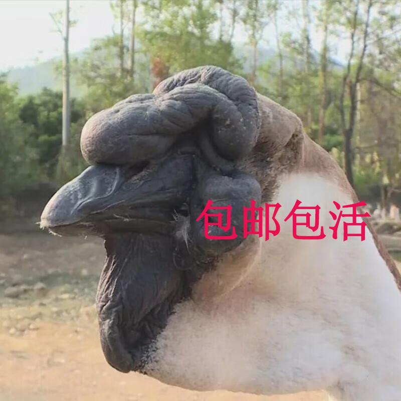 (5只)正宗狮头鹅苗大种狮子头鹅活苗成年公母可选包疫苗 狮头鹅(满5只