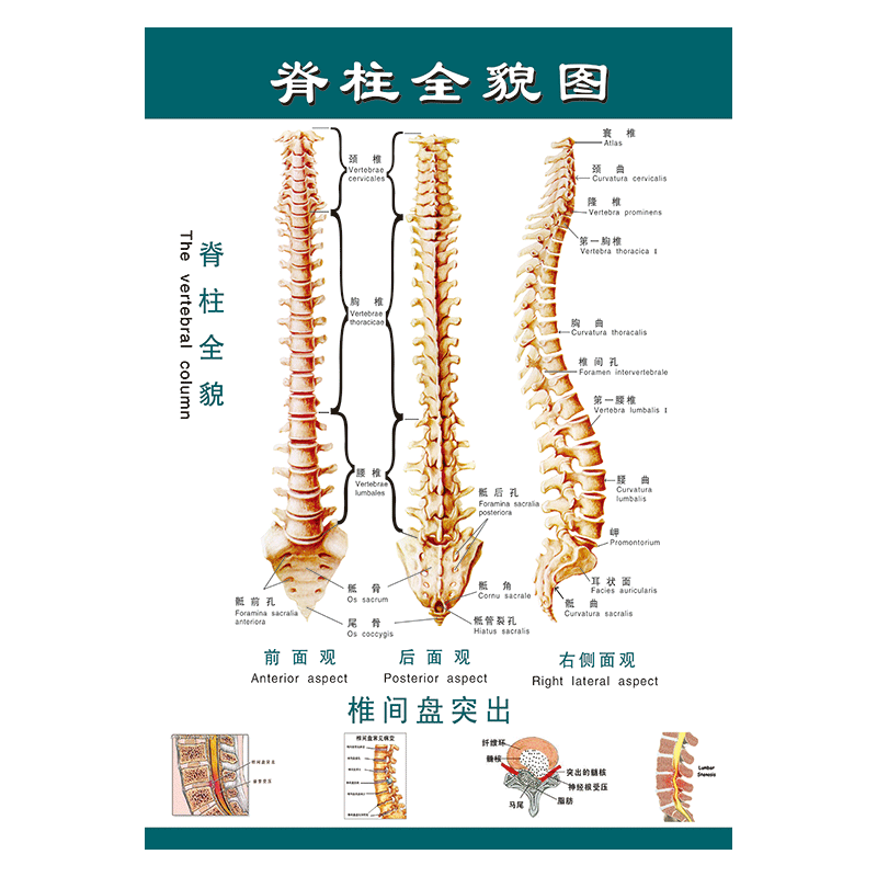 wsa39 脊柱全貌图 120*80厘米 覆膜防水pp贴纸