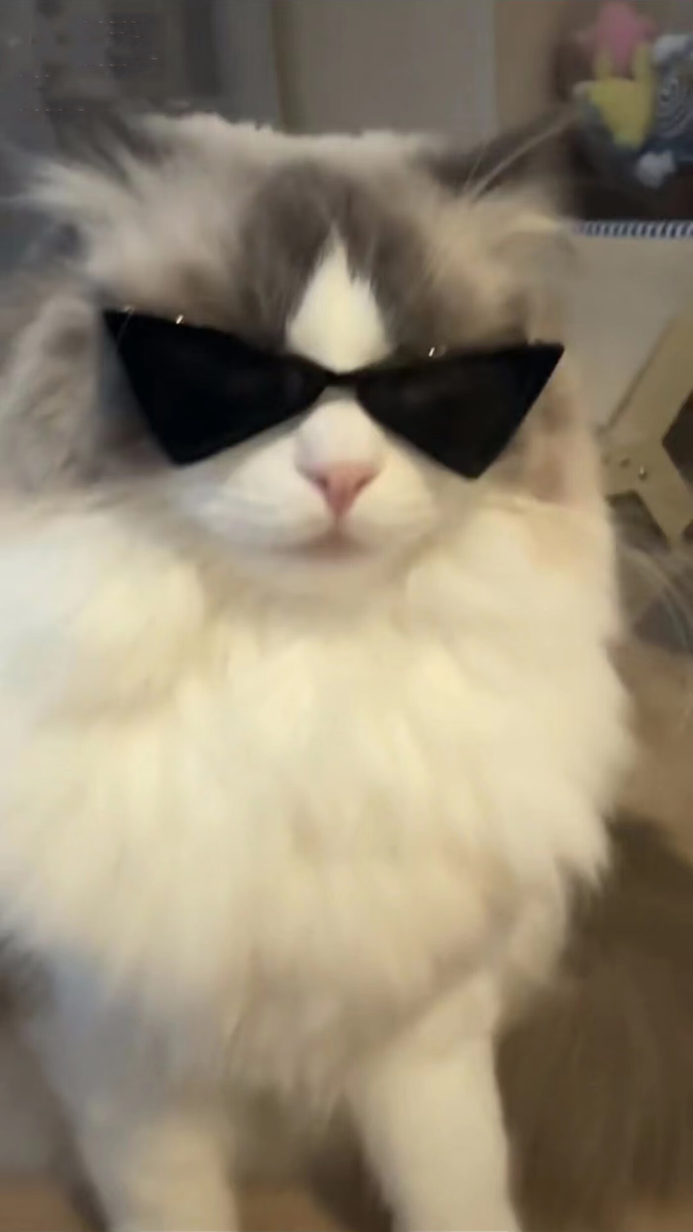 clcey宠物配饰眼镜猫咪戴的墨镜修勾墨镜可爱狗狗三角墨镜猫狗摆道具