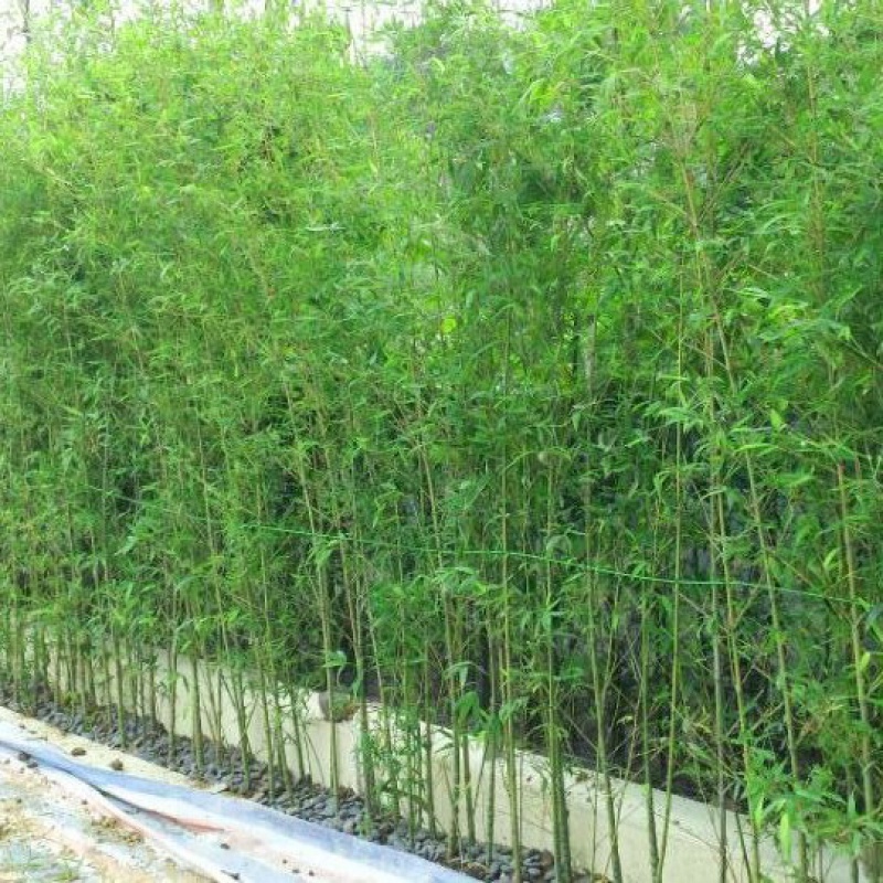 竹子苗庭院植物毛竹紫竹树苗盆栽青竹苗d6 四季青竹1cm粗细【10颗】