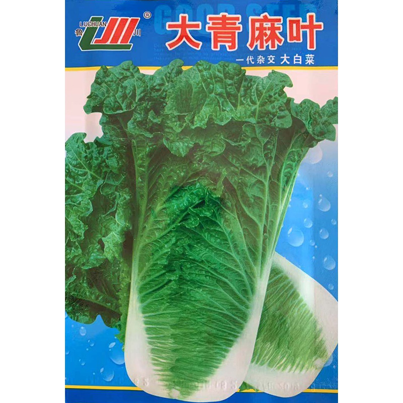 天津青麻叶种籽青口白大白菜长筒绿白菜春夏秋冬四季播蔬菜种孑子