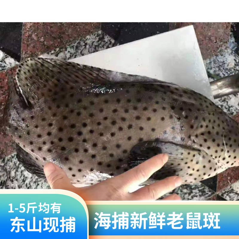 老鼠斑 新鲜海鲜鱼 海捕斑点鱼 青斑  驼背鲈东山岛海鲜