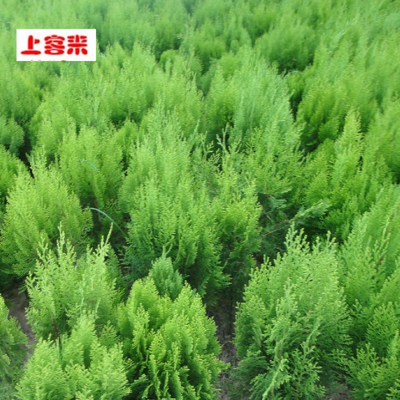上客来洒金柏植物小盆景侧柏树木香松庭院绿化植物绿植松树柏树四季
