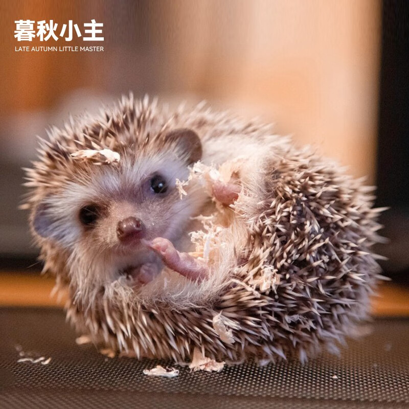 非洲迷你刺猬活物幼崽可繁殖已打疫苗活体小宠物宿舍萌宠 杏色刺猬幼