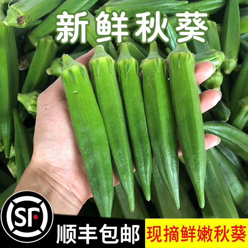 辰實(shí)【 現(xiàn)摘發(fā)順豐】新鮮秋葵 蔬菜黃秋葵 鮮嫩秋葵 3斤