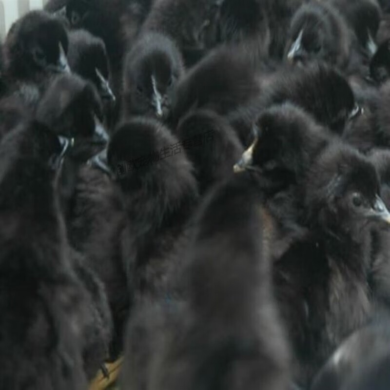 五黑鸡苗乌鸡苗麻羽绿壳蛋鸡黑土鸡五黑一绿鸡苗包疫苗包成活 五黑鸡