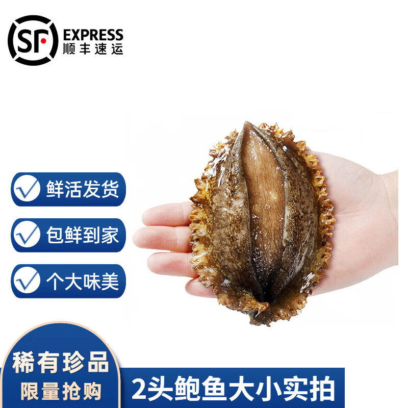 沢素湾 鲜活两头鲍 双头鲍 活鲜特大超大鲍鱼皱纹盘鲍海鲜水产 2头 1