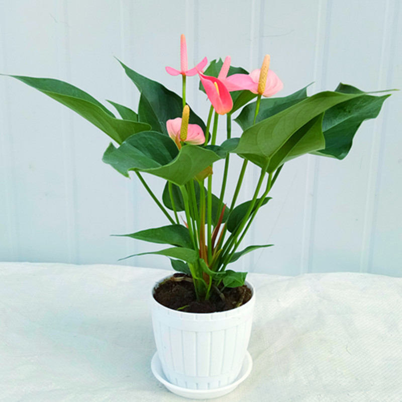 尚尚木红掌粉掌盆栽植物室内花卉好养可水培一帆风顺四季常青绿植