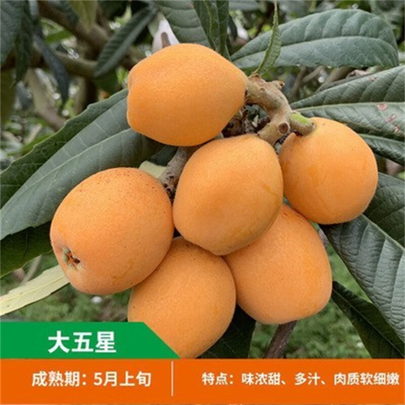 wmo嫁接枇杷树苗特大无核砂糖大五星耐寒果苗当年结果南北方庭院种植