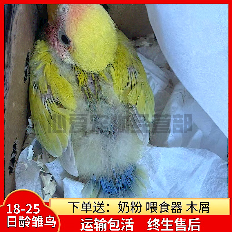 半毛雏鸟亲人可上手小鸟小太阳鹦鹉和尚玄风活体牡丹 蓝腰黄桃半毛1只