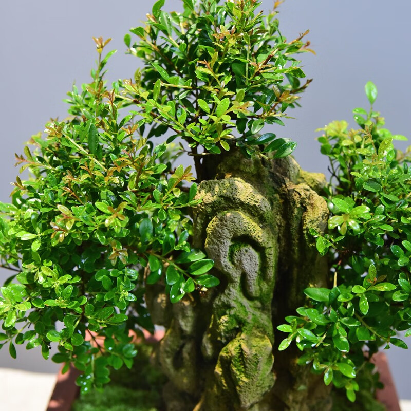 自然空间老树桩小叶赤楠盆景