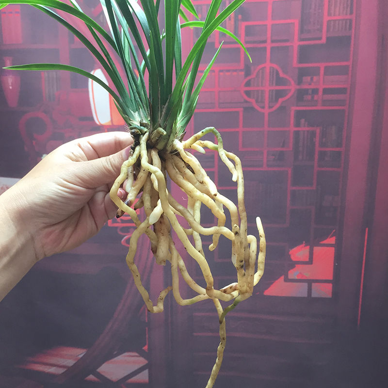 梓匠细叶寒兰国画之美兰花苗寒妃开花浓香冬季带花苞室内花卉绿植盆栽