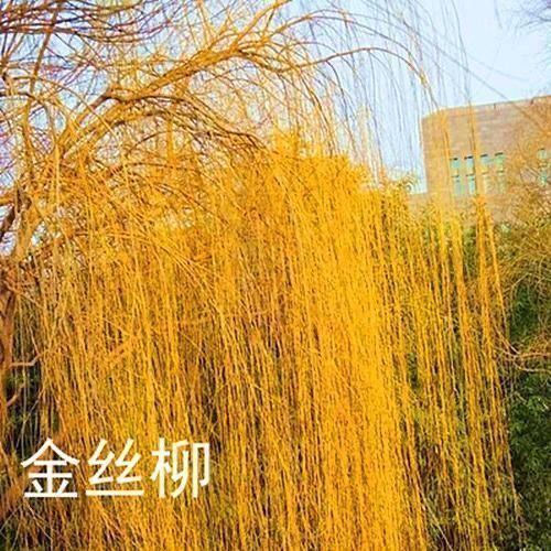 焱然柳树苗柳树垂柳直柳旱柳河柳江柳柳树苗黄金柳金丝垂柳苗工程绿化