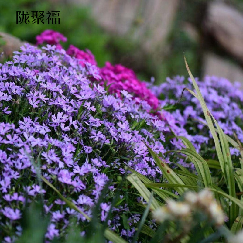 芝樱花苗耐寒耐旱多年生宿根花卉花苗 紫色裸根苗20株