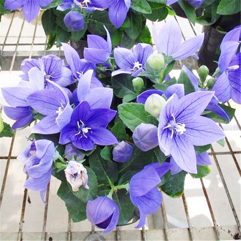 铃铛花种子桔梗花海蓝色气球花籽四季易种植的阳台绿植盆栽花籽 桔梗