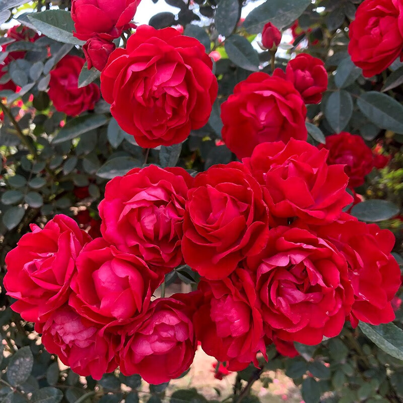 紫兮澜红黄白木香花苗庭院阳台爬藤植物盆栽地栽蔷薇科攀援花卉绿化