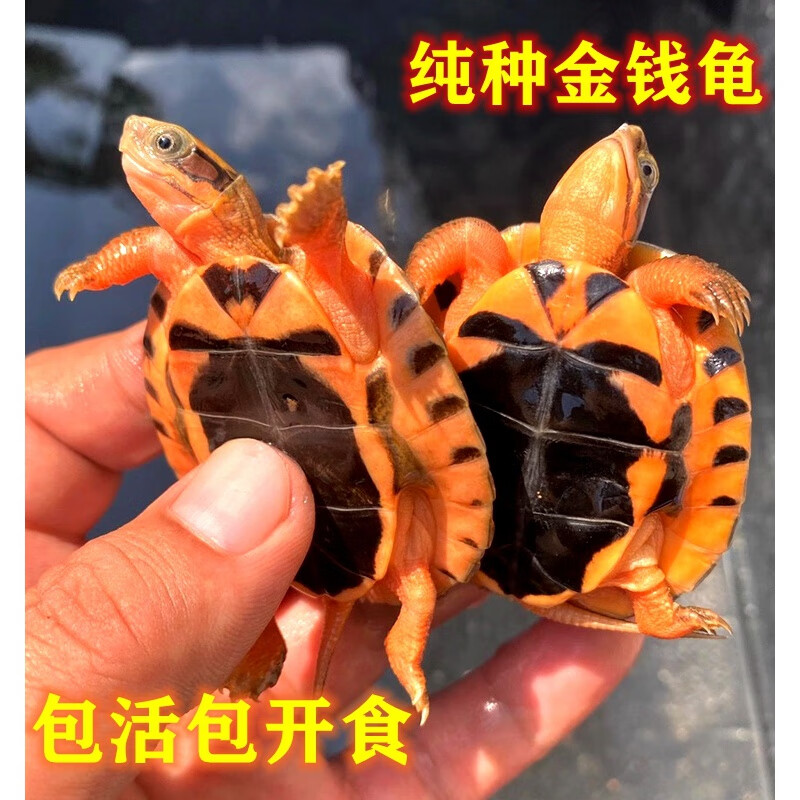纯正石金线钱龟宠物龟小乌龟活物小青龟苗黄金龟纯正海南三线 2到3