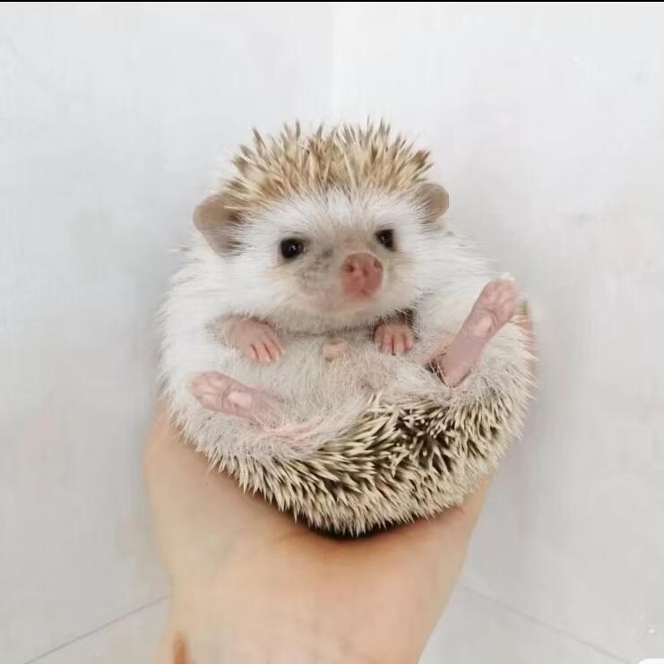 迪士农庄园 dsnzy刺猬活物非洲迷你小刺猬动物活物自家繁殖检疫家养易