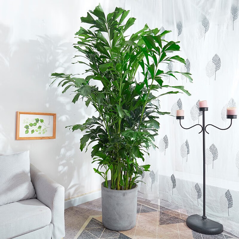 刘不丁鱼尾葵盆栽 大型室内好养绿植办公室客厅卧室四季常青净空气