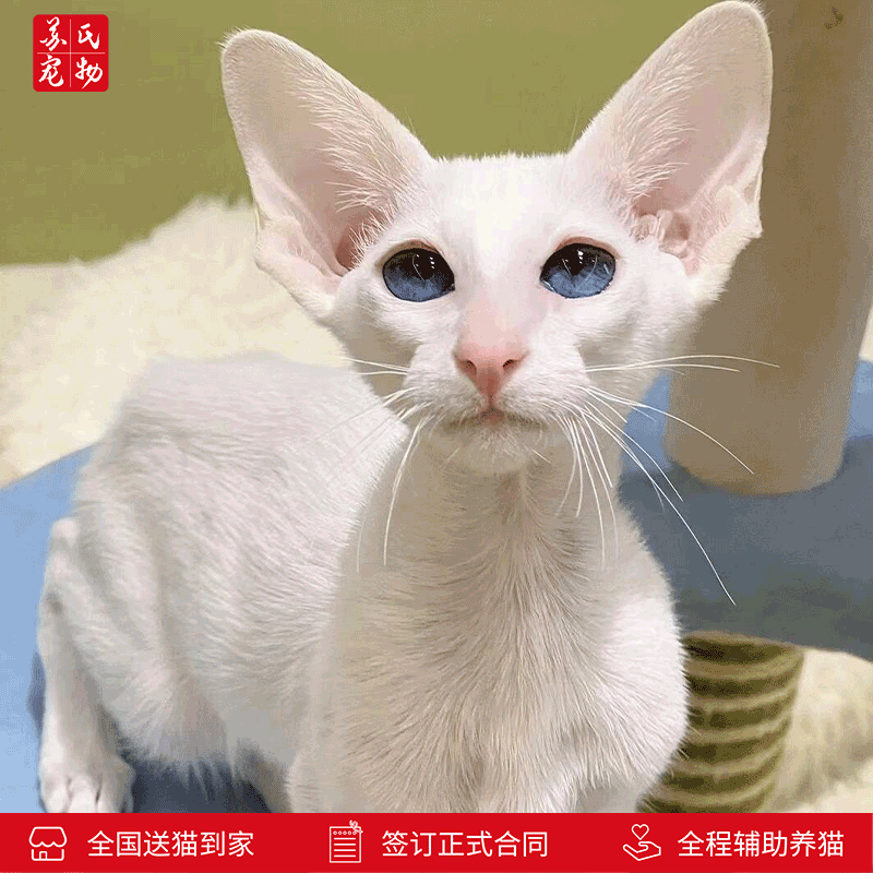 涴喵苏式纯种东方短毛猫幼猫血统家养宠物猫幼崽【签订正规合同】