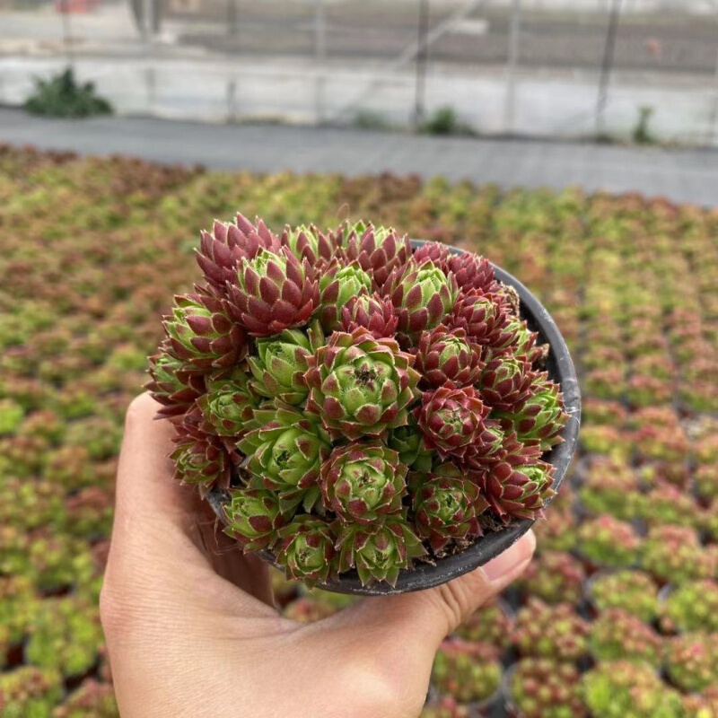 长生草 爱德华球长生草系列多肉植物组合盆栽满 西瓜球9厘米的盆满盆