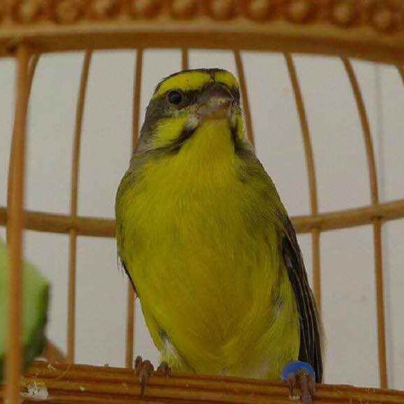 人工繁殖金青鸟活体灰燕鸟黑喉鸟柠檬燕鸟大金黄鸟鸣叫 金青公一只