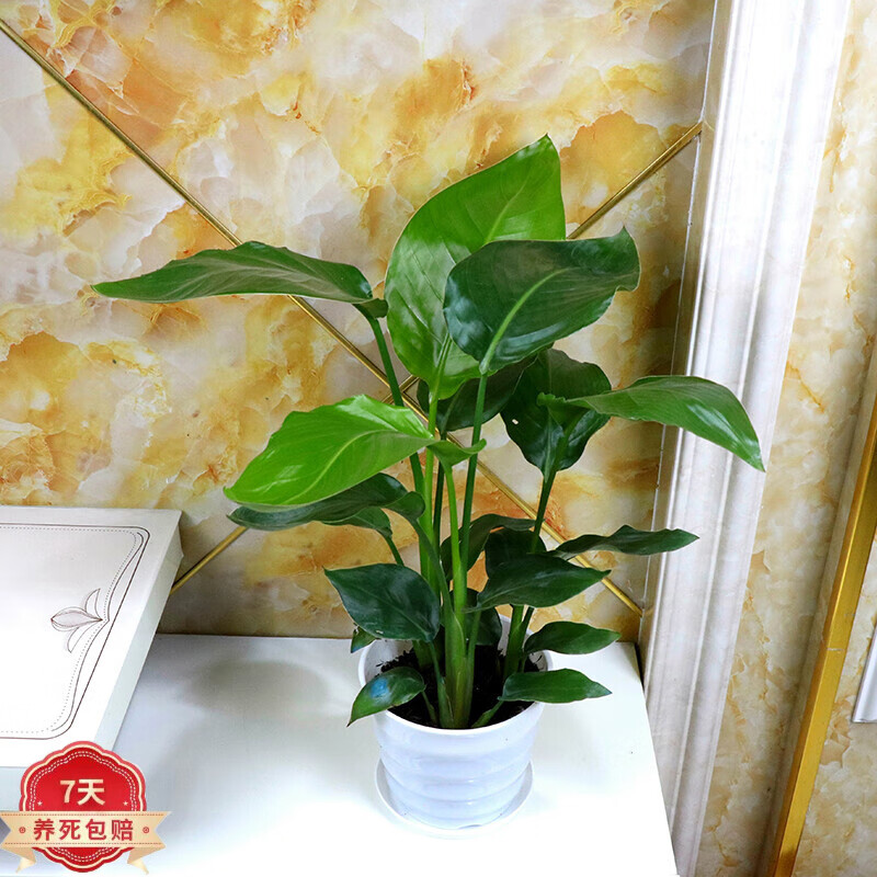茶馨语 天堂鸟植物大型室内盆栽鹤望兰客厅办公室大厅绿植天堂鸟盆栽