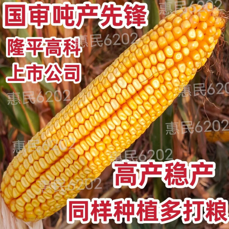 惠民6202玉米种子图片