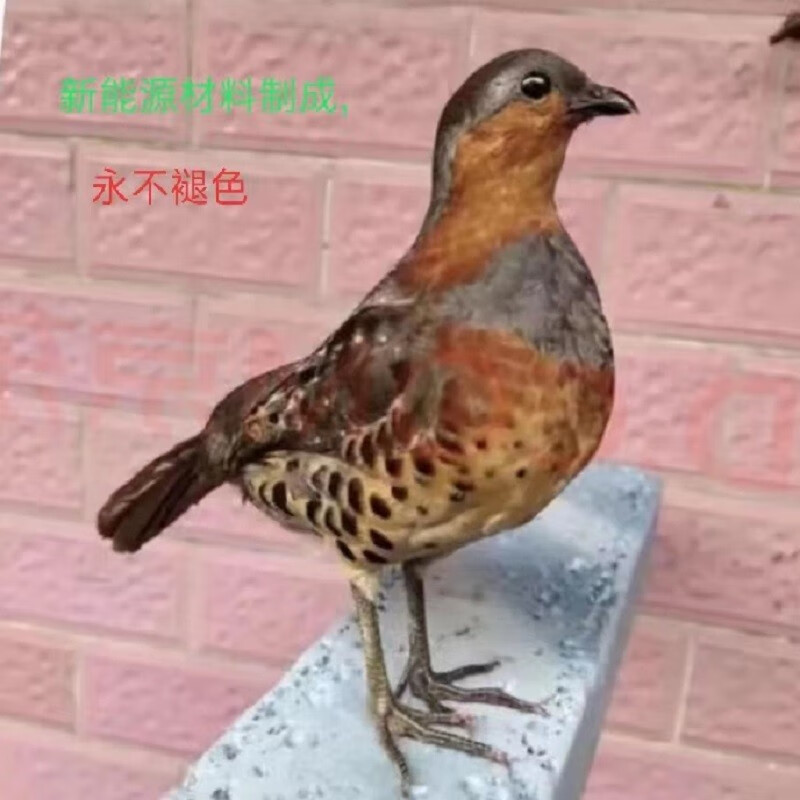 新奇精品全套竹鸡标本仿真竹鸡模型户外教学专用演示道具摆件 红色