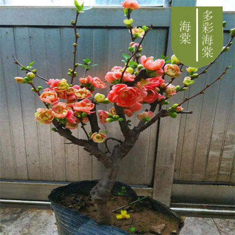 重瓣海棠花树苗四季开花老桩盆景绿植物室内庭院阳台好养花卉盆栽 主
