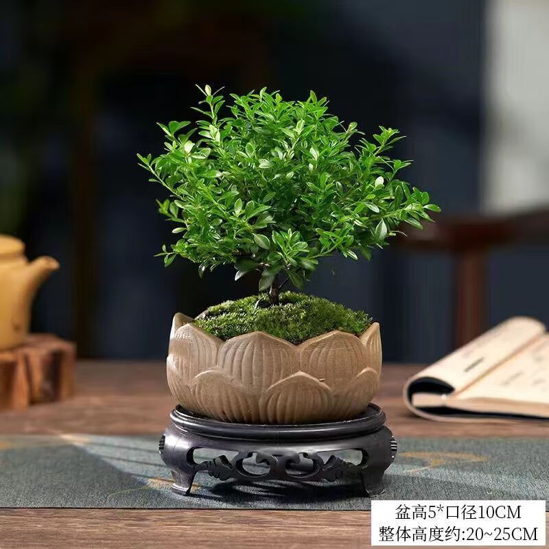 鹿凌青金丝楠木盆栽小叶赤楠盆景造型金丝楠木盆景小叶桢楠树苗吸