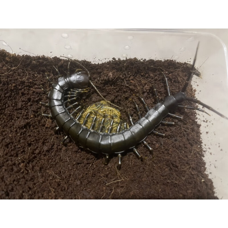 巨人黑间脚蜈蚣 全长16-27cm 活体黑色蜈蚣宠物霸气凶猛另类宠物 3-4