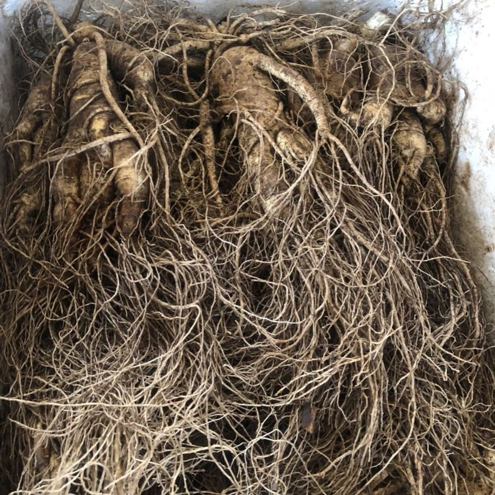 新鲜人参带土鲜人参东北鲜参泡酒参滋补人参6年根产新疆西藏专链沁溪