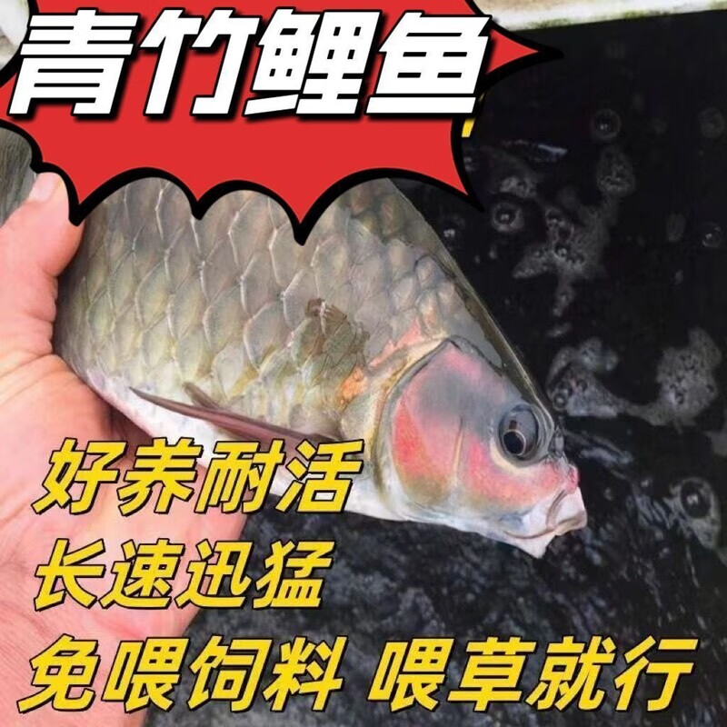 批发【正宗青竹鲤鱼】青竹鲤鱼苗倒刺鲃淡水鱼苗优质改良品种包活到家