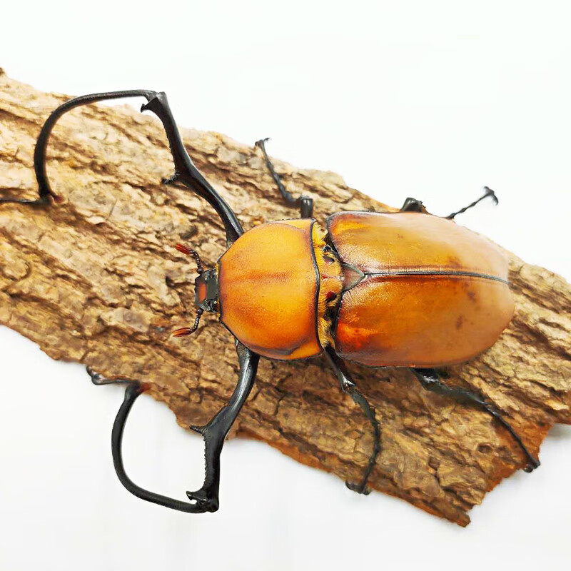 甲虫 相关京东优惠商品潜力降序 价格图片品牌优惠券 虎窝购