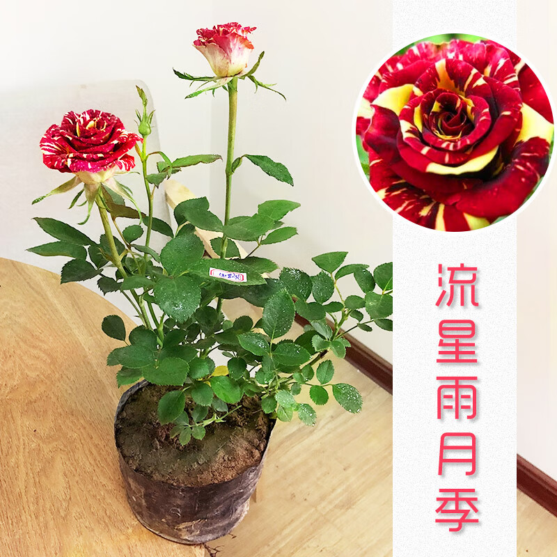 飞沭 国月灌木流星雨月季花苗大花浓香花卉四季植物盆栽玫瑰 流星雨中
