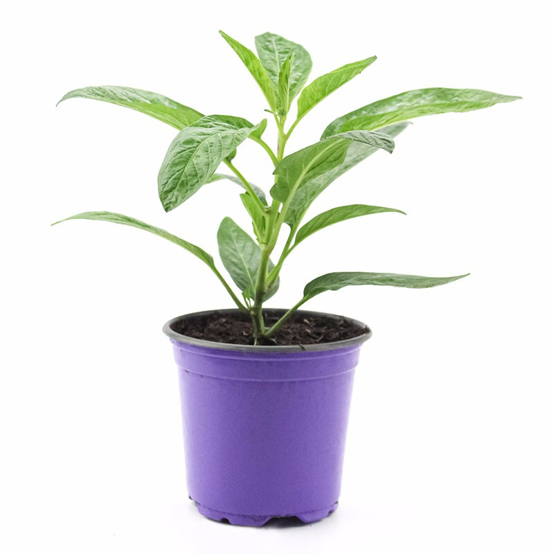 农之子 人参果种子树苗盆栽果树果苗南方北圆果人生果树苗水果黄果