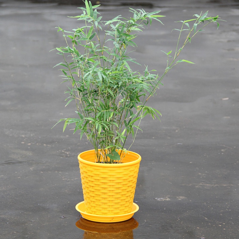 米竹盆栽 佛肚竹 罗汉竹 盆景室内盆栽 凤尾竹米竹龙竹盆栽 观赏竹子