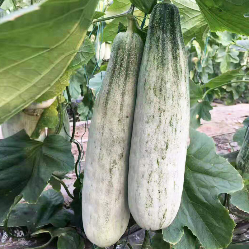 可以查询蔬菜类历史价格的网站|蔬菜类价格走势图