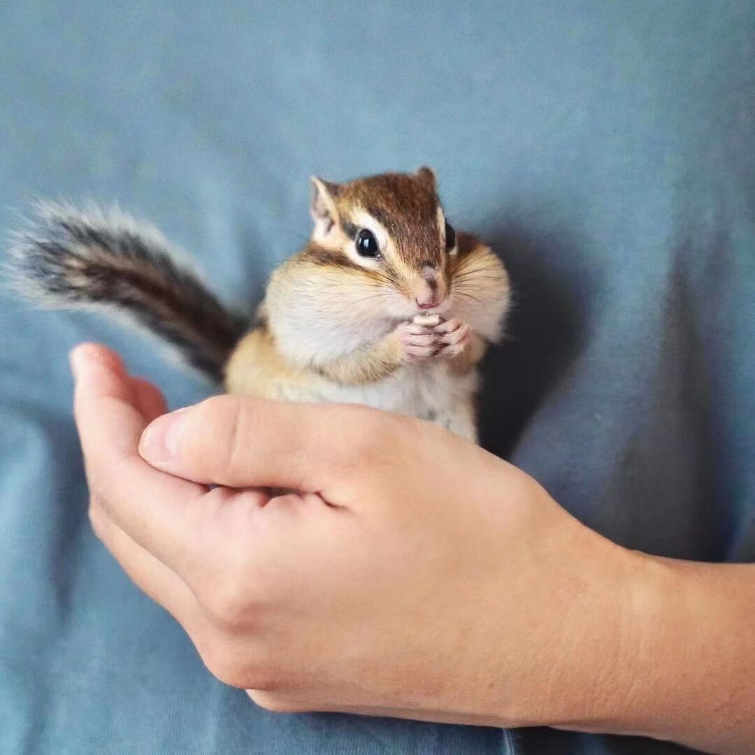 活物小松鼠宠物粘人听话温顺粮食家养认主 金花松鼠 幼崽