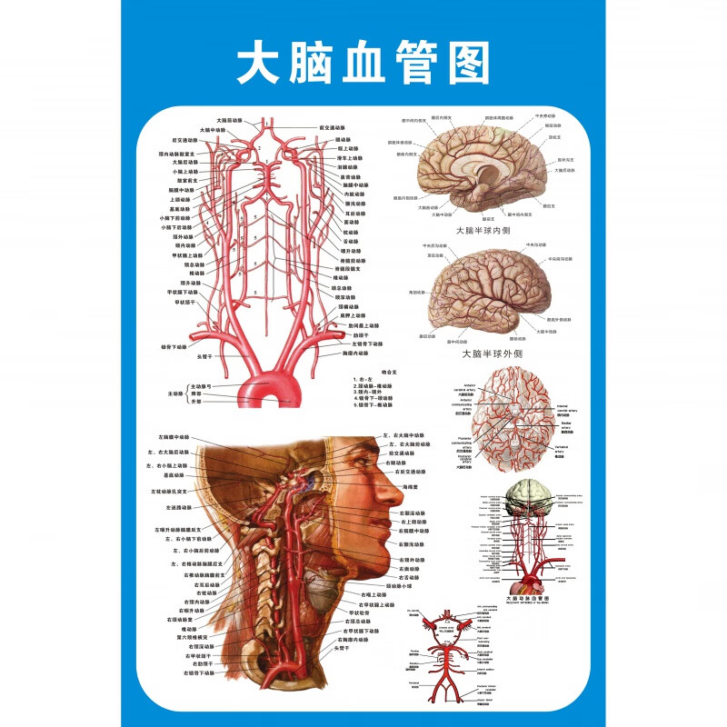 头部脑神经解剖示意图宣传画教学医院科室人体医学挂图墙贴 大脑血管
