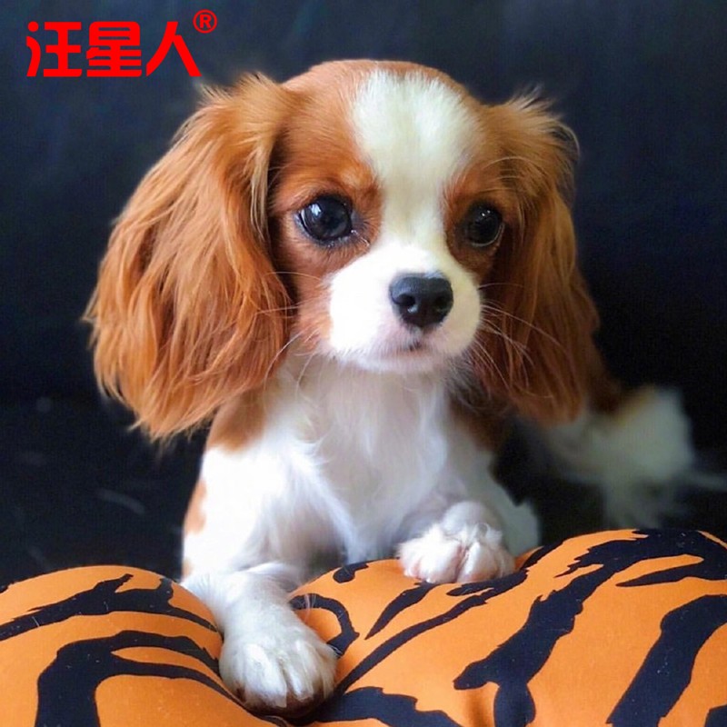 查理王小猎犬活体幼犬纯种血统贵族狗北京犬舍高品质汪星人 c级  公