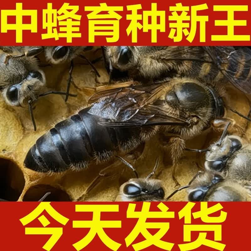 新开产阿坝王黑美人中蜂蜂王高产卵蜜蜂种王交尾蜜蜂红环王双色王 双色15天开产新王怎么看?