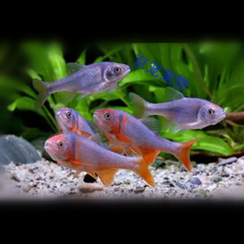 采緹（CAITI）彩虹精靈魚(yú) 盧倫真小鯉 原生魚(yú) 冷水魚(yú) 耐寒無(wú)需加熱淡水魚(yú)觀賞魚(yú) 4-5cm彩虹精靈3條（公已發(fā)色
