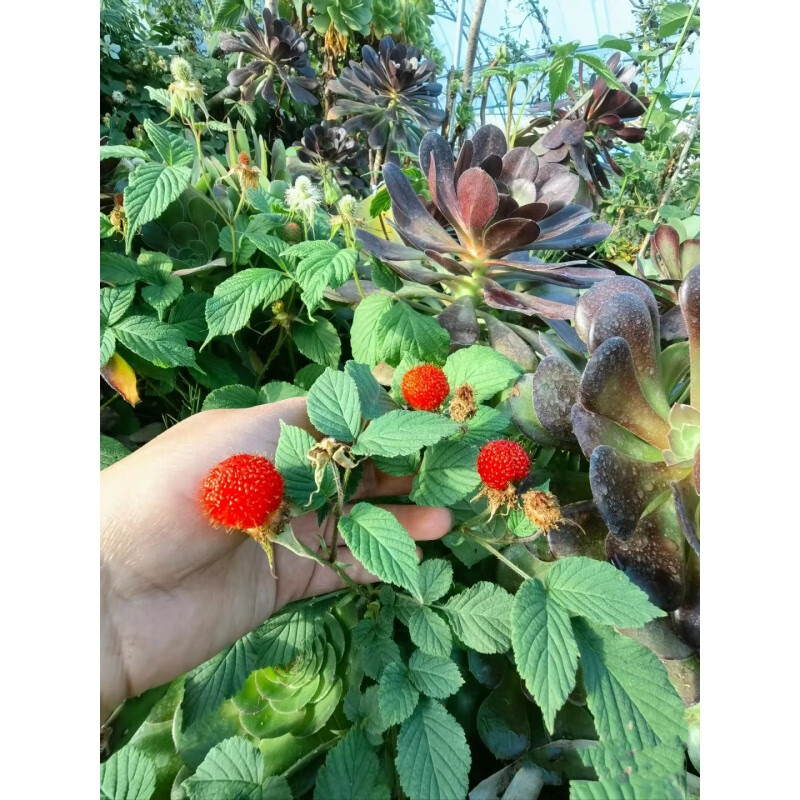 澳颜莱红蓬蘽蔷薇莓刺泡覆盆子野山糯米三月萢树莓空心泡玉山红腺黄