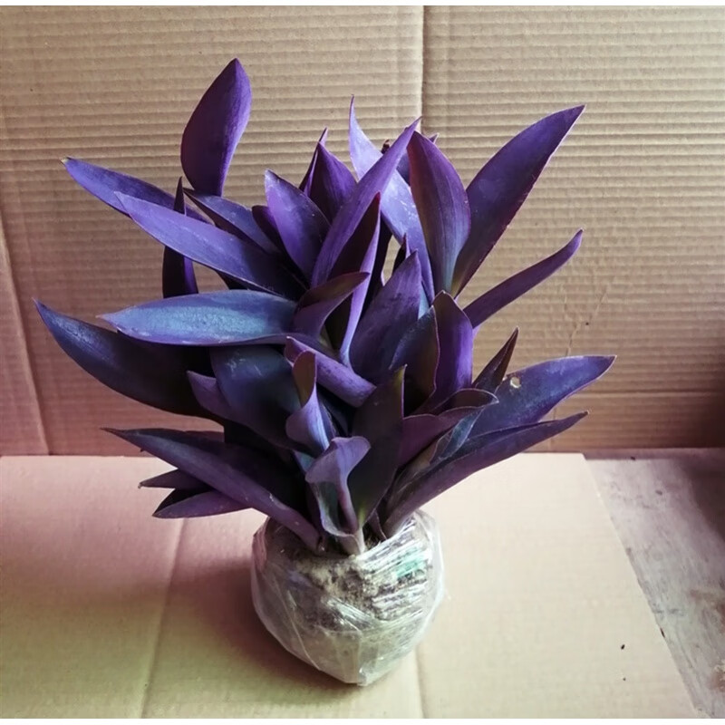 山头林村室外室内花卉绿植盆栽紫色吊兰紫竹梅紫罗兰喜光好养植物鸭芷