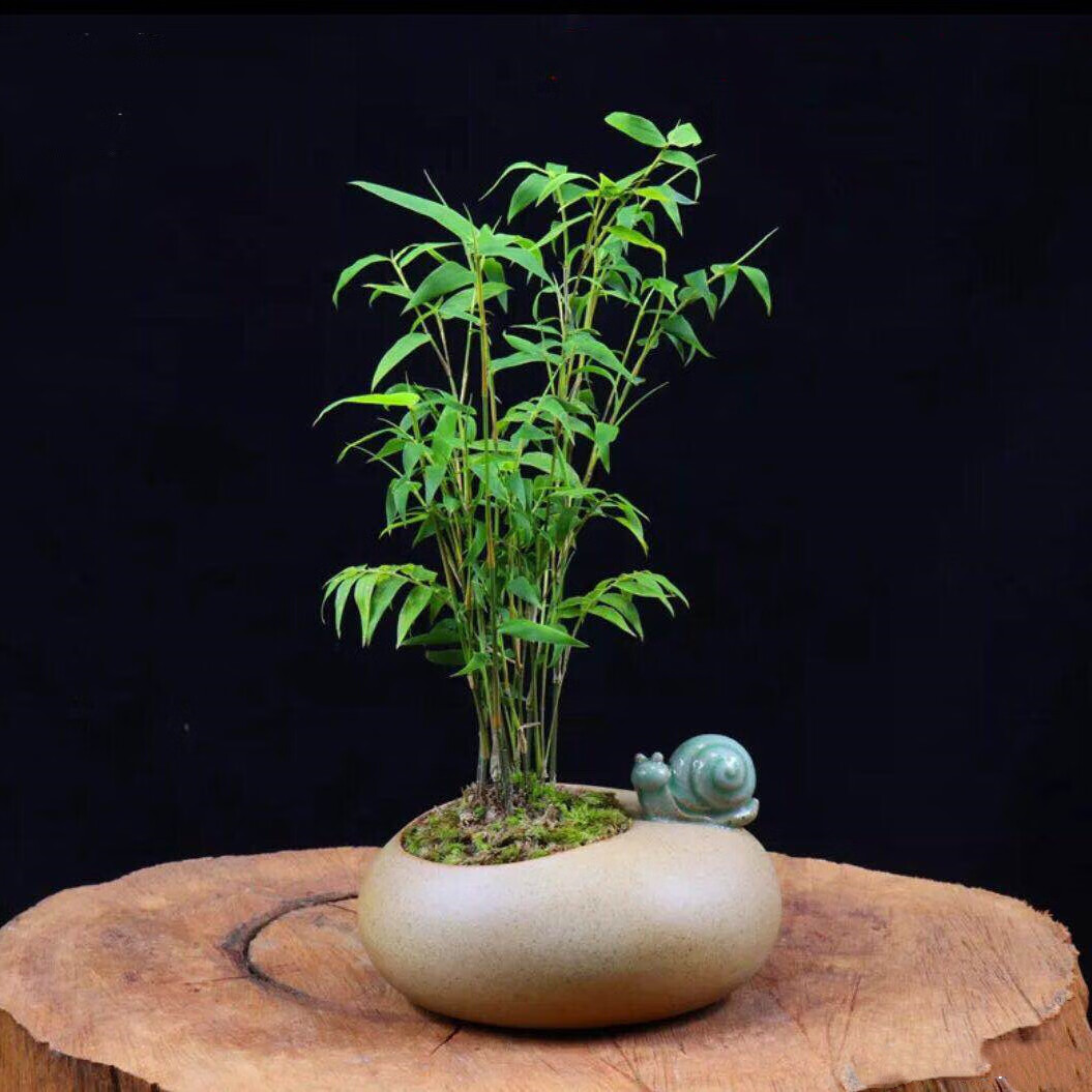 *轻奢米竹盆景植物室内微景观米竹苗盆景竹子凤尾竹观音竹客厅米竹