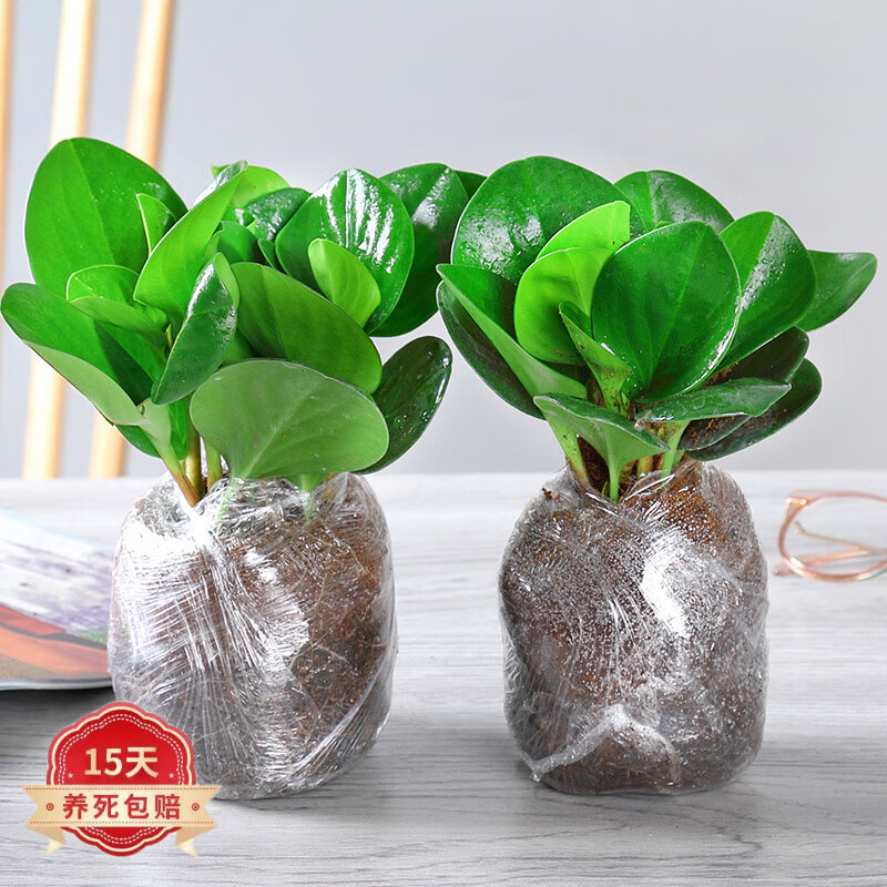 金鱼花盆栽室内客厅四季观花开花不断植物豆瓣绿四季常青 豆瓣绿2盆