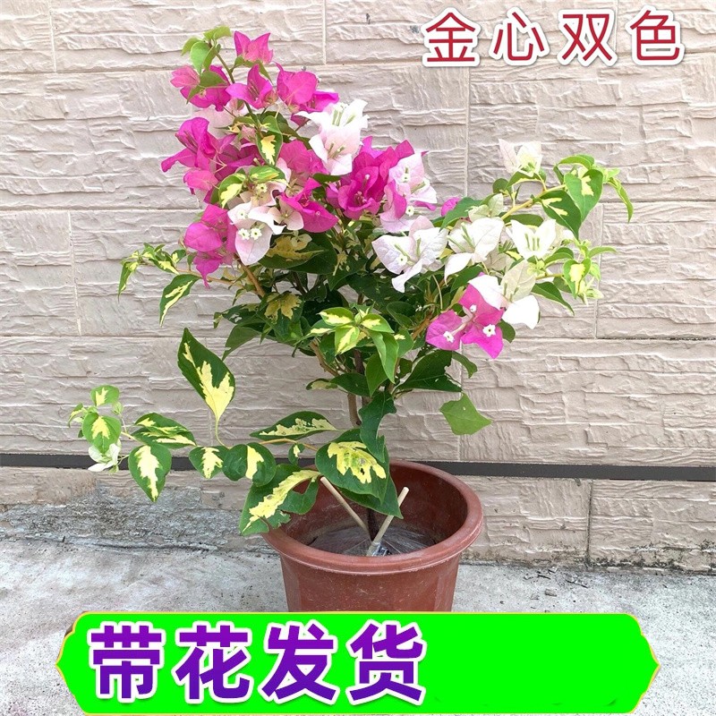 花卉价格查询历史|花卉价格历史