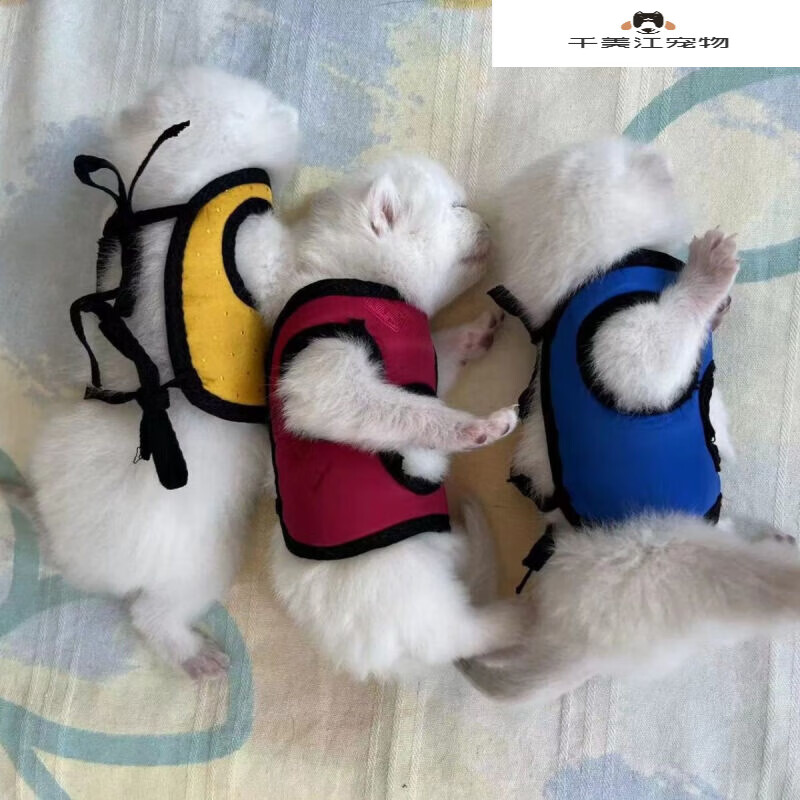 风宠猫用平胸衣狗用平胸衣平胸衣刚出生猫咪扁平胸小狗扁平胸 大号
